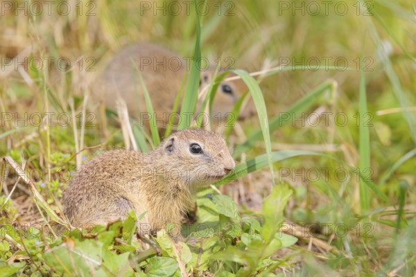 Two European ground squirrel (Spermophilus citellus) or European souslik stand in a meadow with