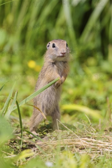 An adult European ground squirrel (Spermophilus citellus) or European souslik stands in a meadow