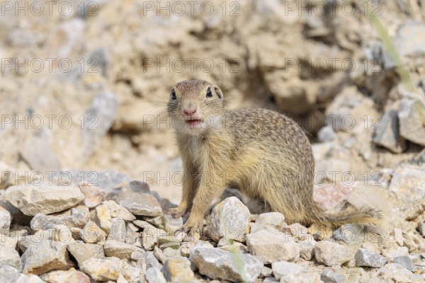 A young European ground squirrel (Spermophilus citellus) or European souslik stands on a gravel