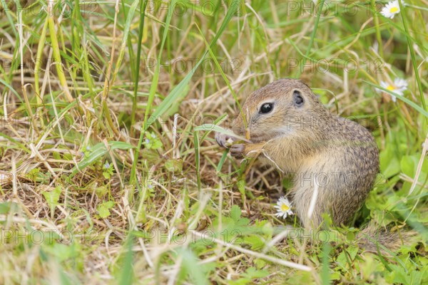 A young European ground squirrel (Spermophilus citellus) or European souslik stands in a meadow