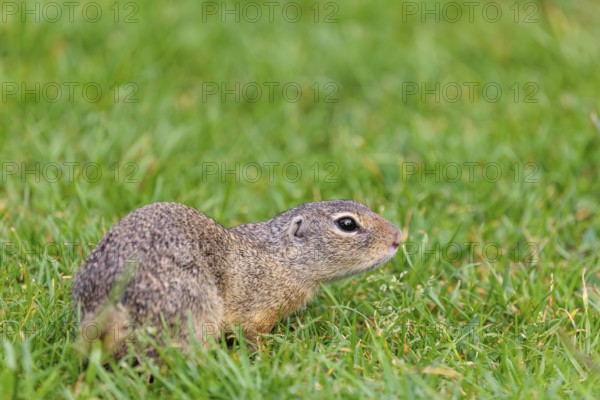 An adult European ground squirrel (Spermophilus citellus) or European souslik lies on a mowed green