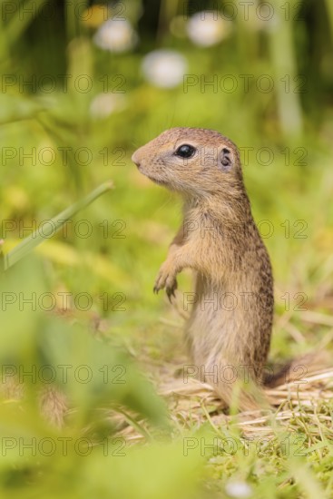 A young European ground squirrel (Spermophilus citellus) or European souslik stands in a meadow
