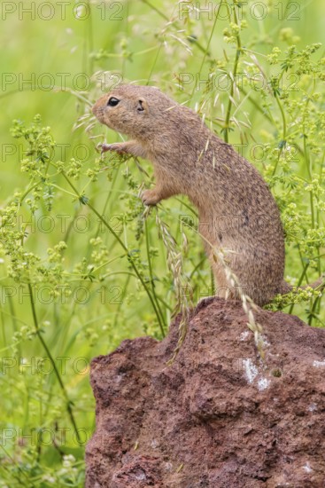 An adult European ground squirrel (Spermophilus citellus) or European souslik stands on a rock in a