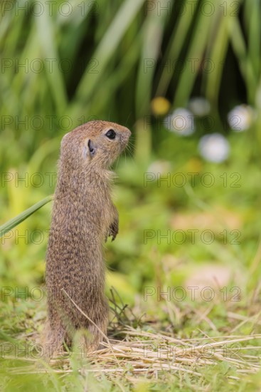 An adult European ground squirrel (Spermophilus citellus) or European souslik stands in a meadow