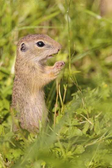 A young European ground squirrel (Spermophilus citellus) or European souslik stands in a meadow