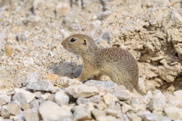 A young European ground squirrel (Spermophilus citellus) or European souslik stands on a gravel