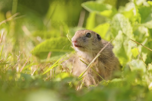 A young European ground squirrel (Spermophilus citellus) or European souslik stands in a meadow
