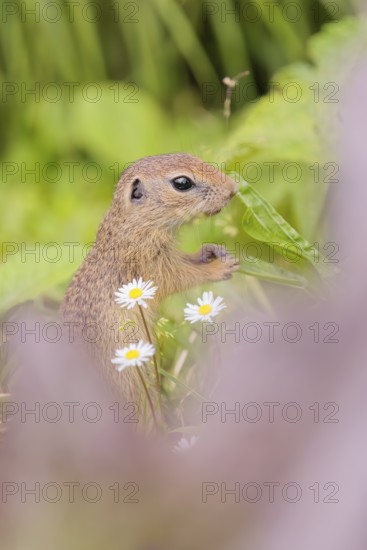 A young European ground squirrel (Spermophilus citellus) or European souslik stands in a meadow