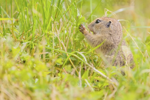 A young European ground squirrel (Spermophilus citellus) or European souslik stands in a meadow