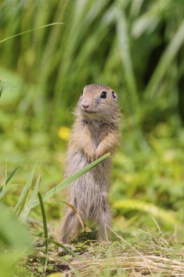 An adult European ground squirrel (Spermophilus citellus) or European souslik stands in a meadow