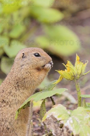 A European ground squirrel (Spermophilus citellus) or European souslik stands in an agricultural