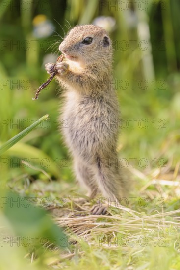 A young European ground squirrel (Spermophilus citellus) or European souslik stands in a meadow