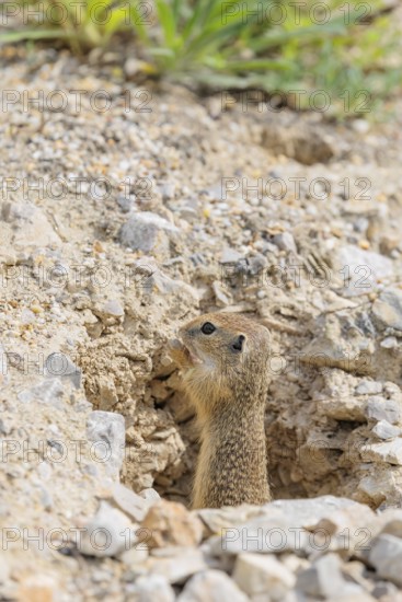 A young European ground squirrel (Spermophilus citellus) or European souslik stands on a gravel