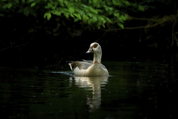 A Nile Goose (Alopochen aegyptiaca) swims comfortably on a pond in the forest, animal photo, nature