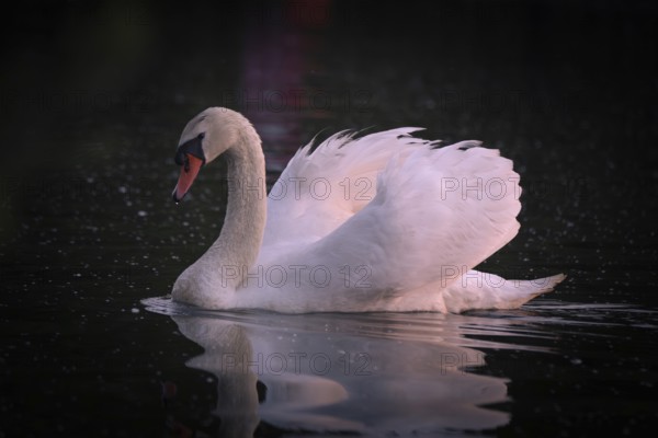 A Mute Swan (Cygnus olor) swimming on the Steinhuder Meer in the evening light, animal photo, bird,