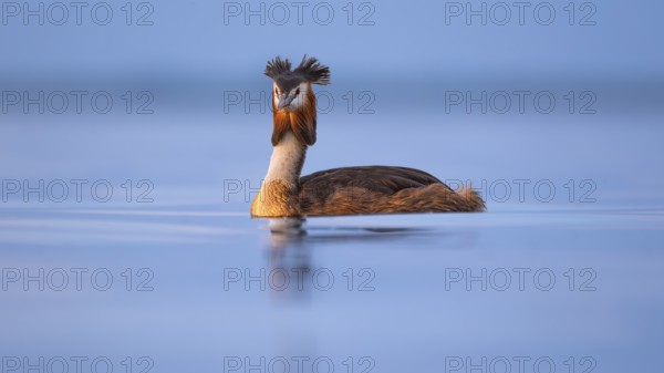A great crested grebe (Podiceps Scalloped ribbonfish) swimming on the Steinhuder Meer, animal
