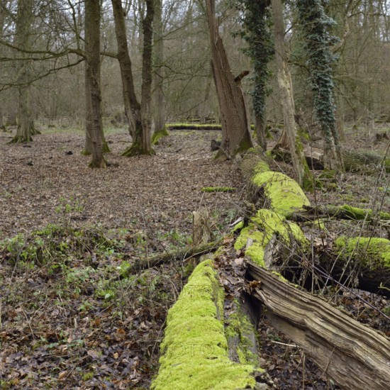 Deadwood in the forest... Hambach Forest, North Rhine-Westphalia, old, species-rich, natural