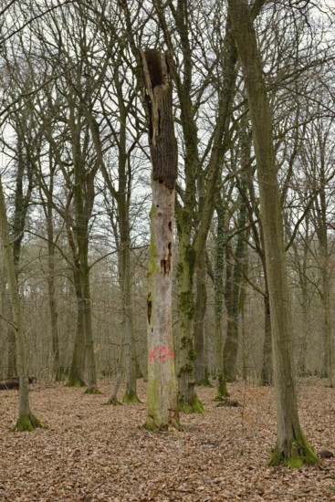 Dead, dead tree... Hambach Forest, North Rhine-Westphalia, old, species-rich, natural remaining