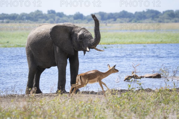 An African elephant (Loxodonta africana) lifts its trunk as an impala (Aepyceros melampus) runs