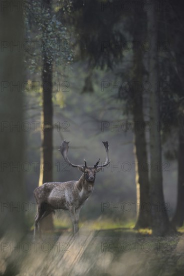 Secret encounter... Fallow deer (Dama dama), capital fallow deer in a mysterious clearing in the