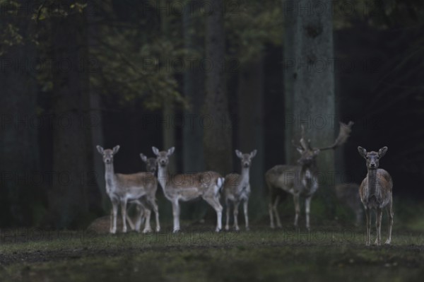 Tense attention... Fallow deer (Dama dama), small group, herd of fallow deer, wild deer together