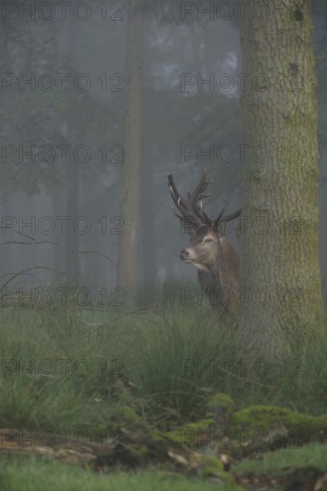 Cautious glances... Red deer (Cervus elaphus) looking out from behind a tree in the deep forest in
