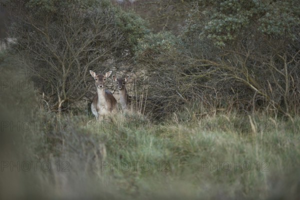 Curious glances... Fallow deer (Dama dama), female fallow deer with offspring, fallow deer with