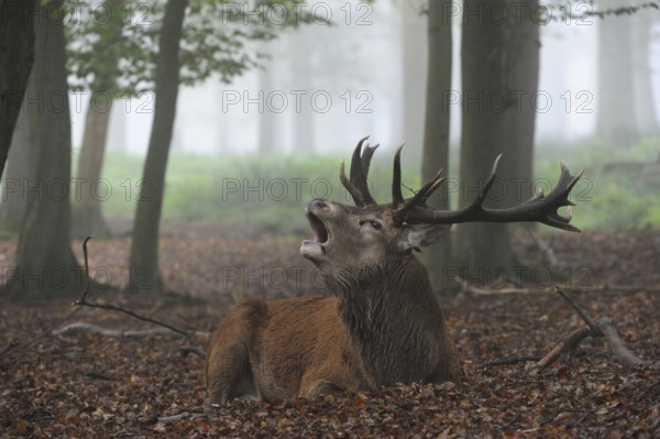 The high time of the rut... Red deer (Cervus elaphus), capital stag, lying, resting in the misty