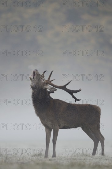 The rutting cry... Red deer (Cervus elaphus), capital red deer on an autumnal meadow in the forest