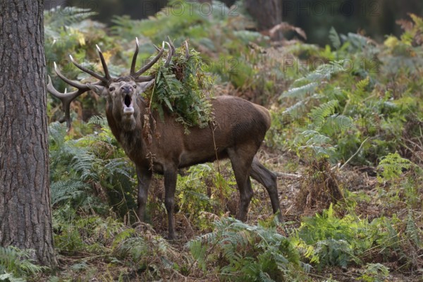 With fervour... Red deer (Cervus elaphus) during the rut, roaring in the forest, fern hanging in