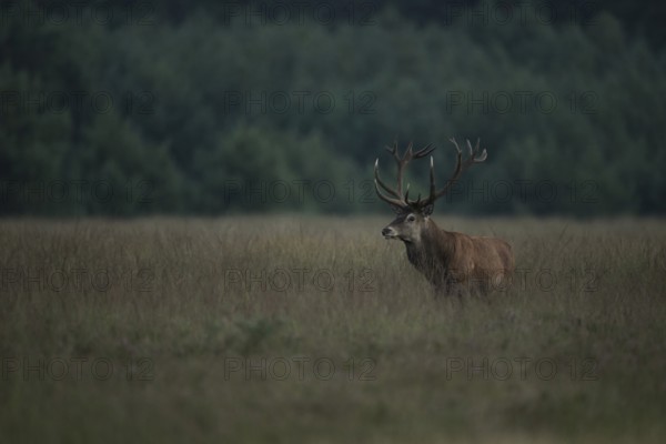 At dusk... Red deer (Cervus elaphus) in the last light on a wide, high meadow, natural-looking,