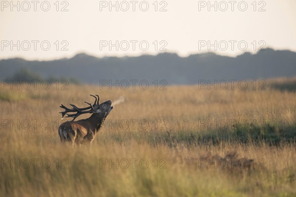 Red deer (Cervus elaphus), rutting stag, roars during the rutting season in typical surroundings,
