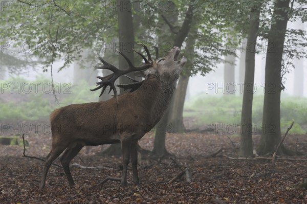 In the middle of the forest... Red deer (Cervus elaphus), strong stag roars on a foggy autumn day