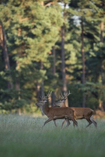 Bachelors among themselves... Red deer (Cervus elaphus), two young male red deer walking together