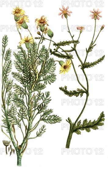 Jacobaea africana, also known as ragwort, is a plant species of the genus Jacobaea in the family