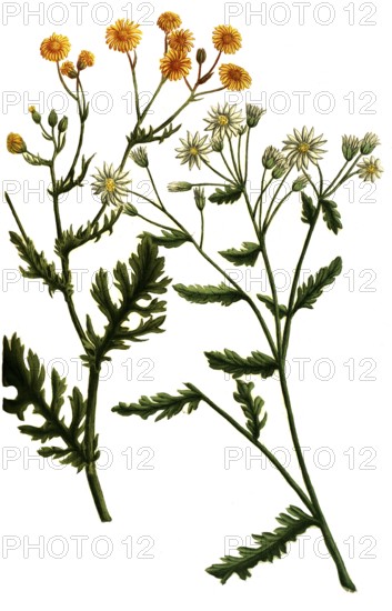 Jacobaea vulgaris, also known as ragwort, is a species of plant in the genus Jacobaea in the