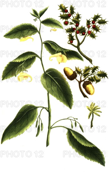 Ilex coccigera, Impatiens balsam, historical, digitally restored reproduction from a 19th century