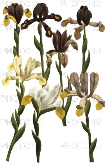 Iris bulbosa, species of iris, iris, plant genus in the subfamily Iridoideae in the iris family,