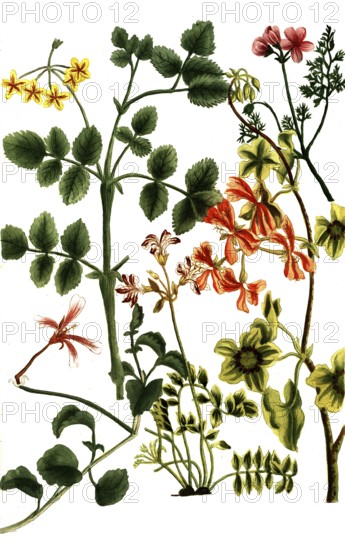 Various species of the cranesbill plant, Geranium Africanum, Historical, digitally restored