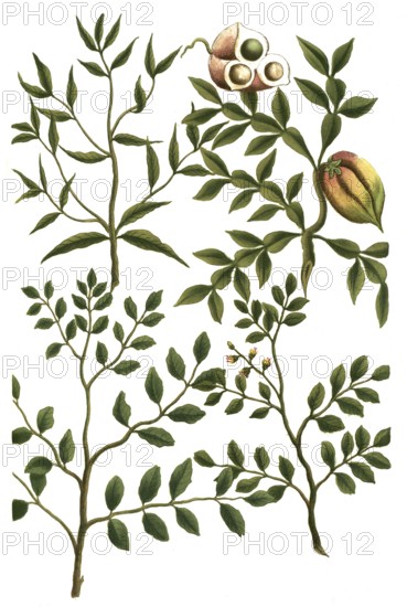 A. Indigofera coluteoides, b. Indigofera rotundifolia, c. Indigofera longifolia, d, Inga brasiliana
