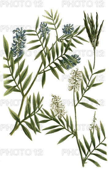 Galega, goat's rue, Galega officinalis, also known as common goat's rue, goat's clover, historical,