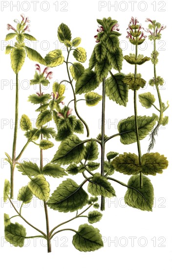 Galeopsis major, foliis caulem ambientibus, foliis acutioribus, foliis pictis, arvensis, rotundiore