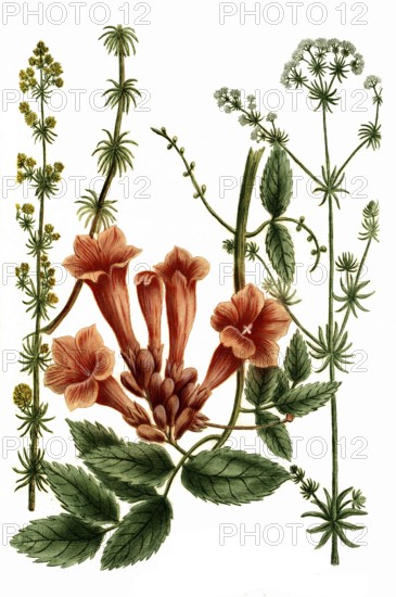 White bedstraw or hedge bedstraw, Gallium album, liteum and Gelsemium indicum, Indian gentian,