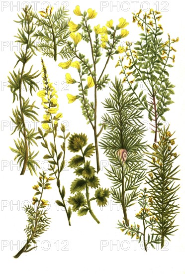 Various species of broom, a. Genista africana, b. Genista hunulis argenta, c. Genista spinosa