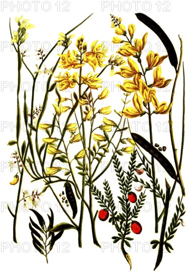 Various species of the genus broom, Genista, historical, digitally restored reproduction from a