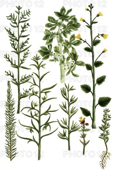 Saltwort, Kali aizoides canariense, fructicosum minus, minus album, spinosum, vermicularis. Ketmis