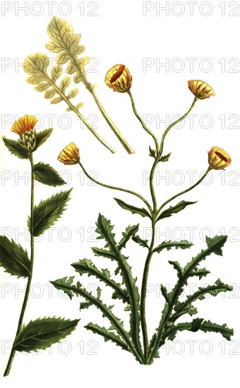 Variations of the knapweed, a. Jacea spinosa, b. Jacea gretica, c. Jacea laciniata, historical,