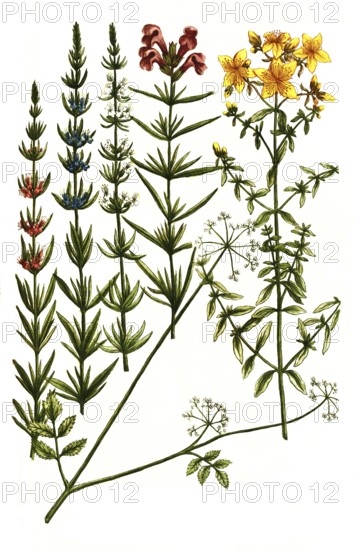A. St John's wort, Hypericum vulgare, b. Hypposelinum macera, Macedonian parsley, c. Hyssop,