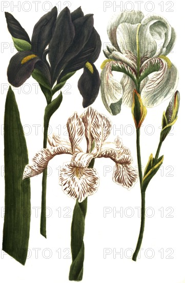 A. Iris coerulea, b. Iris latifolia candida, c. Iris dalmatia major, historical, digitally restored