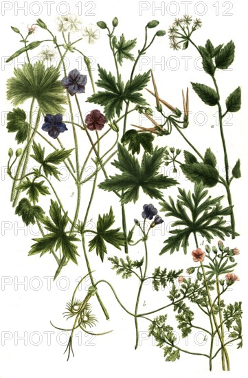 Various species of geranium, a. Geranium althaea, b. Geranium apulum odorum, c. Geranium